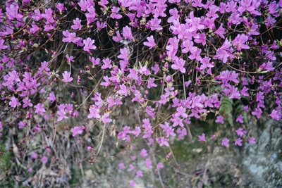 紫花绿叶